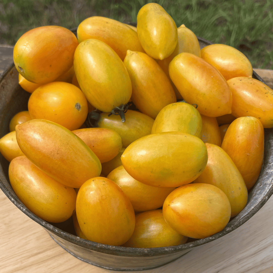 Fresh blush tomato from Hudson Valley Seed Co., showcasing its vibrant pink color and plump, ripe vegetable appearance.