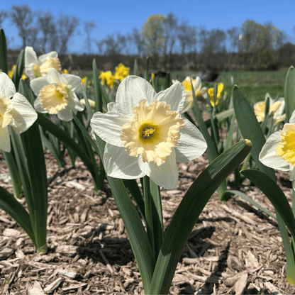 Bright yellow Narcissus &