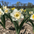 Bright yellow Narcissus &