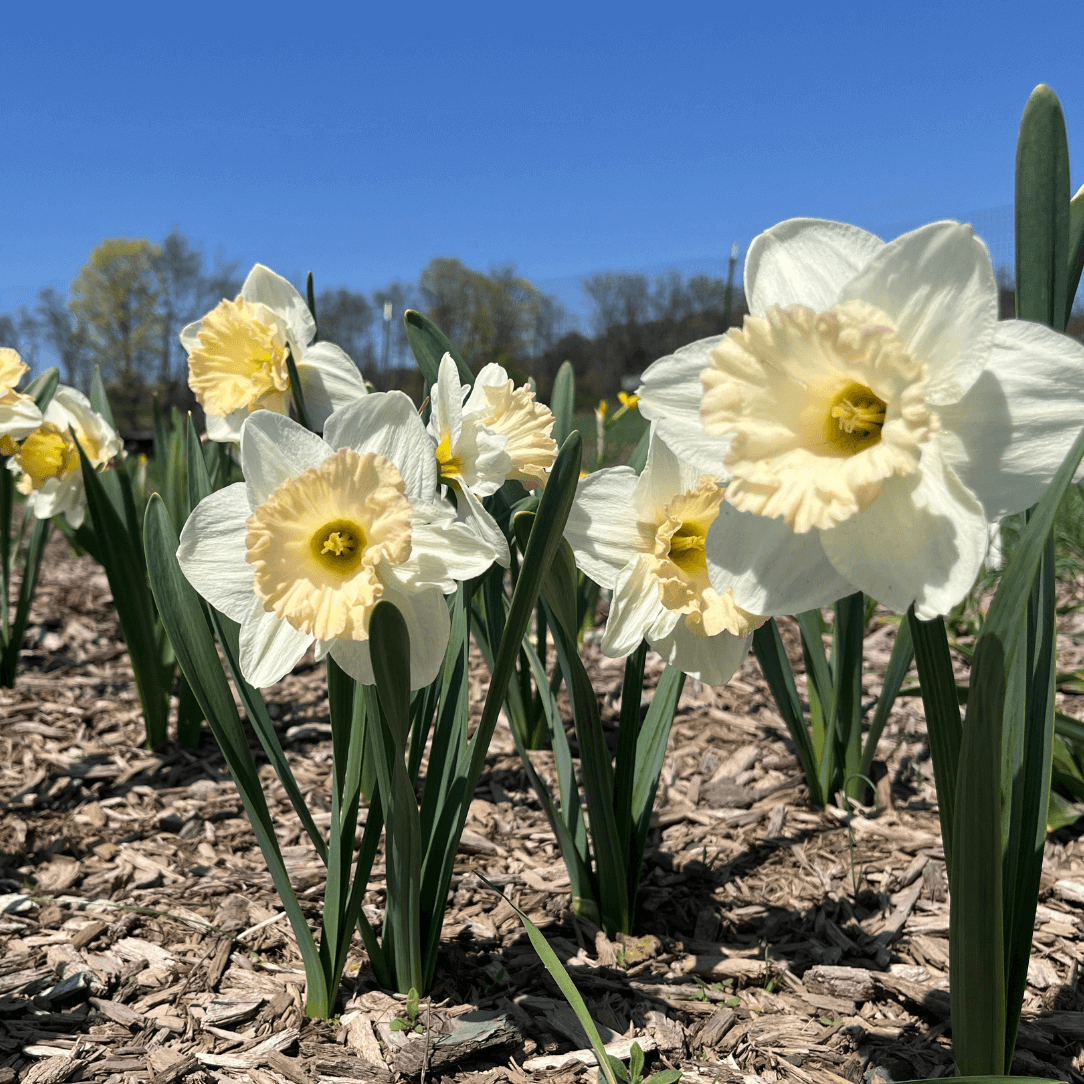 Close-up of Narcissus &