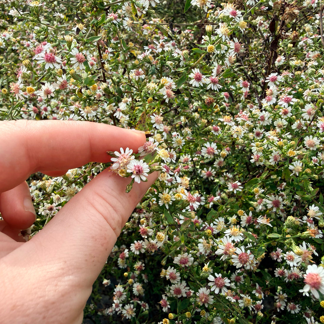Calico Aster flowers by Hudson Valley Seed Co., showcasing vibrant purple and white blooms of this local ecotype plant.