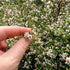 Calico Aster flowers by Hudson Valley Seed Co., showcasing vibrant purple and white blooms of this local ecotype plant.