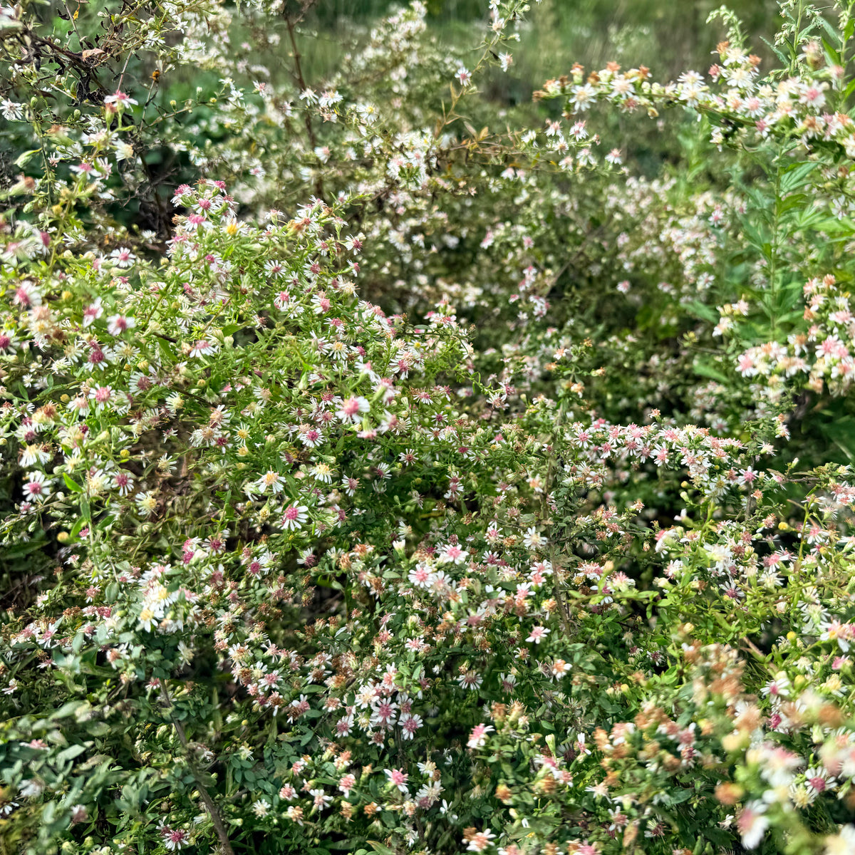 Close-up of Calico Aster flowers, a local ecotype native to Hudson Valley Seed Co., showcasing vibrant purple and white blooms.