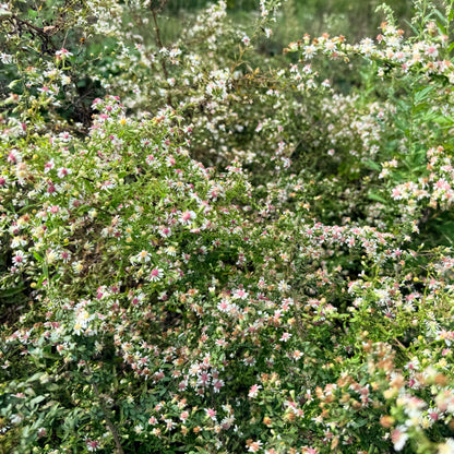 Close-up of Calico Aster flowers, a local ecotype native to Hudson Valley Seed Co., showcasing vibrant purple and white blooms.