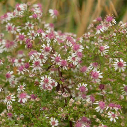 Calico Aster - PollinateHV Local Ecotype Seedling