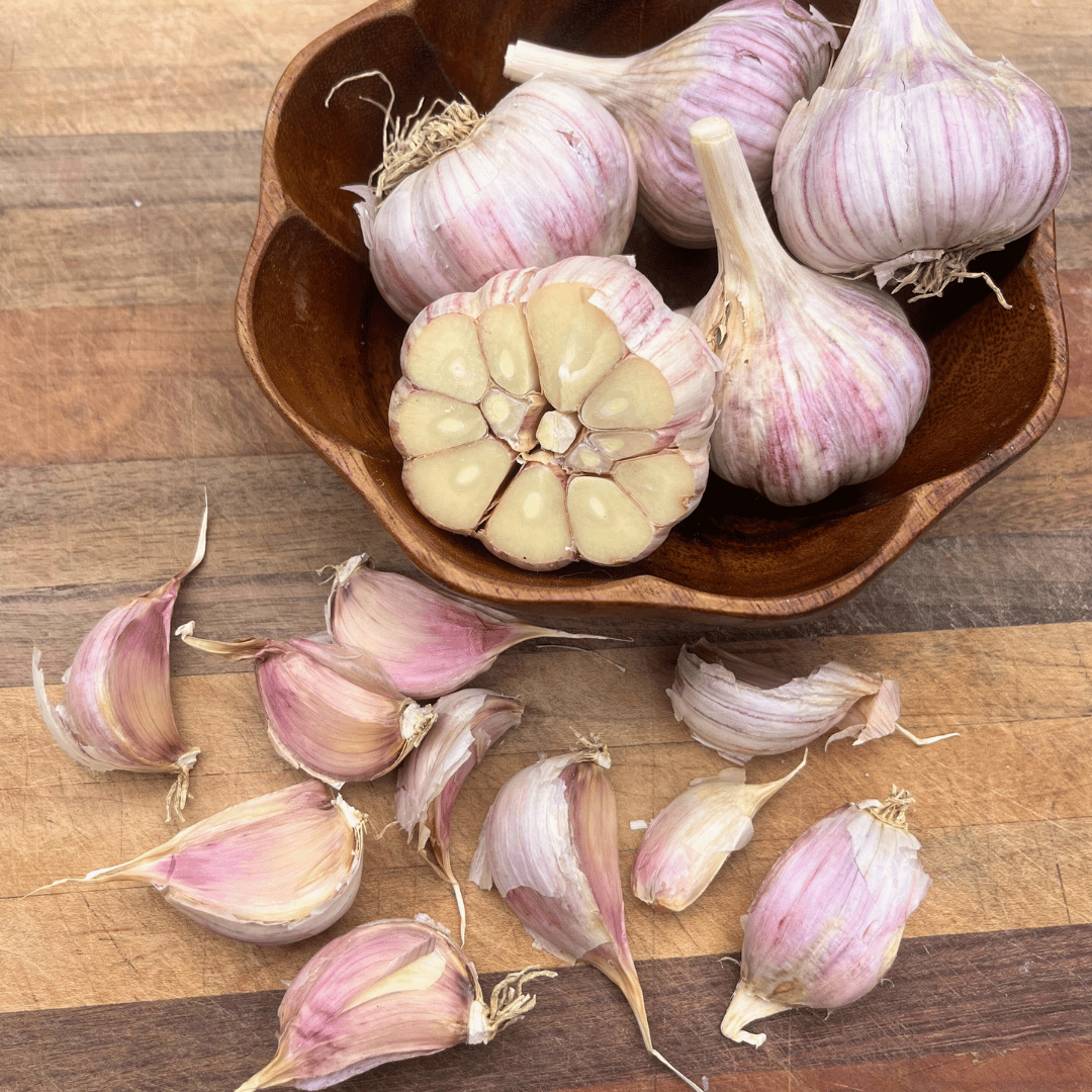 Fresh Chesnok Red hardneck garlic bulb from Hudson Valley Seed Co., showcasing its white papery skin and plump cloves.