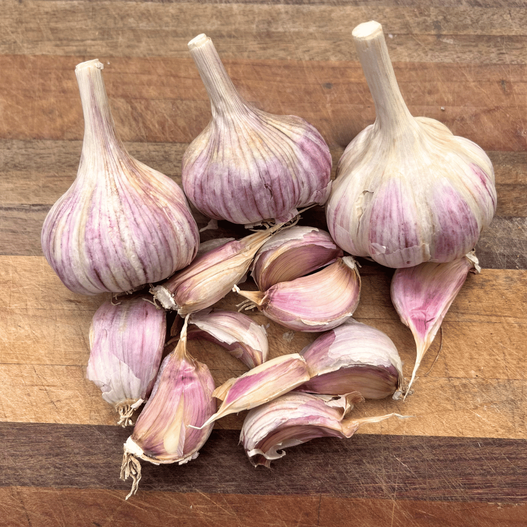 Fresh Chesnok Red hardneck garlic bulb from Hudson Valley Seed Co., showcasing white cloves with purple streaks and papery skin.