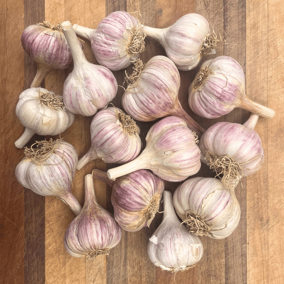 Fresh Chesnok Red Hardneck Garlic bulb from Hudson Valley Seed Co., with multiple garlic cloves and papery skin visible.