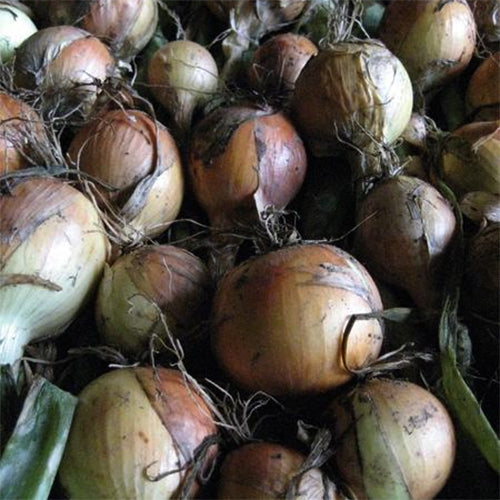 Fresh Clear Dawn onion vegetable from Hudson Valley Seed Co., showing its smooth, translucent skin and round shape.