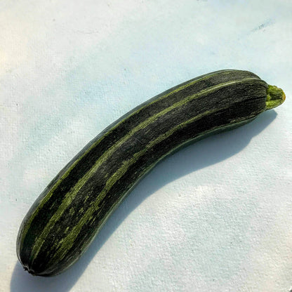 Cocozelle zucchini seedlings from Hudson Valley Seed Co., vibrant green plants ready for planting in vegetable garden.