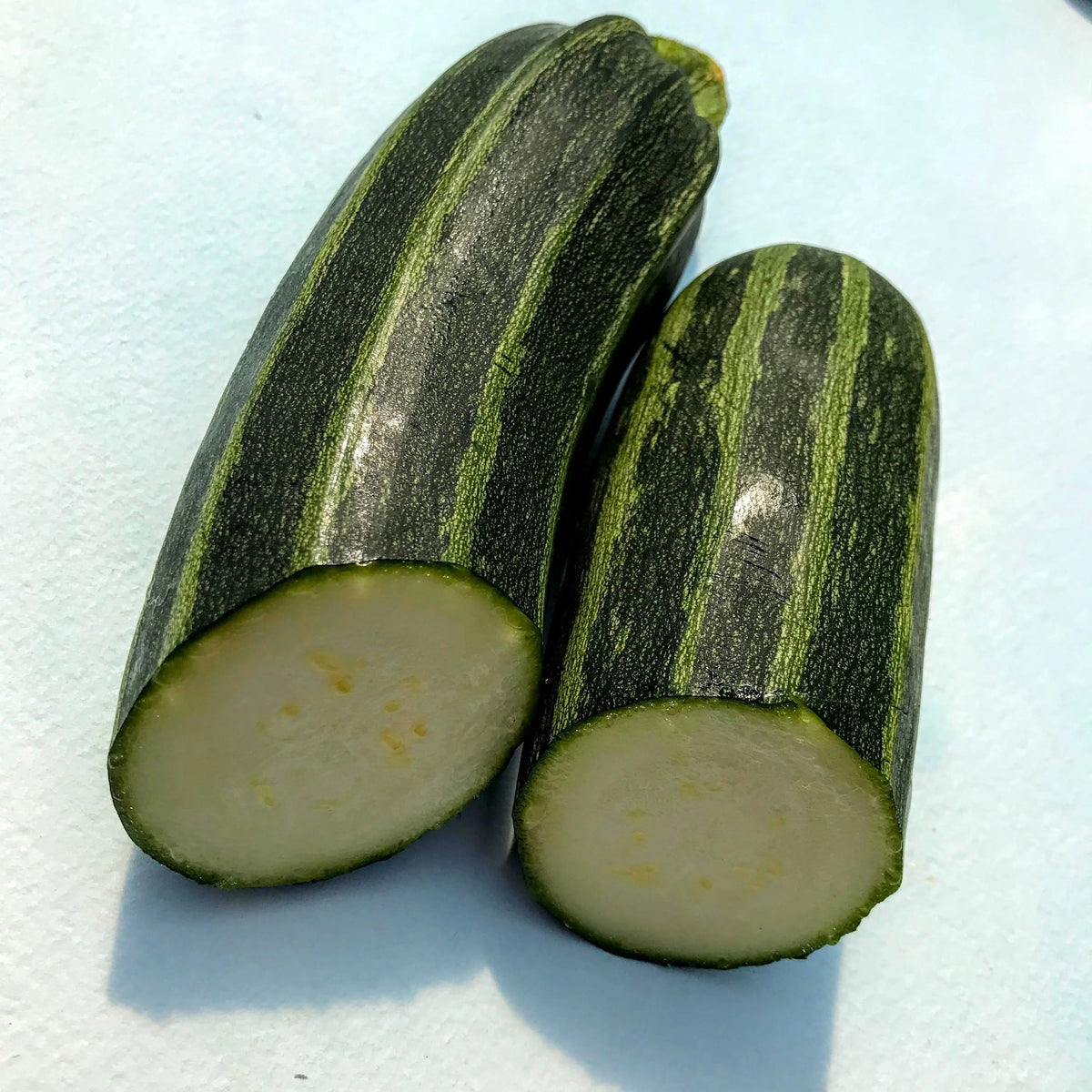 Healthy Cocozelle zucchini seedlings from Hudson Valley Seed Co. ready for planting in a garden.