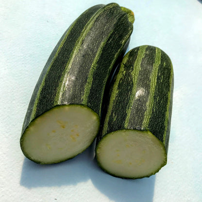 Healthy Cocozelle zucchini seedlings from Hudson Valley Seed Co. ready for planting in a garden.