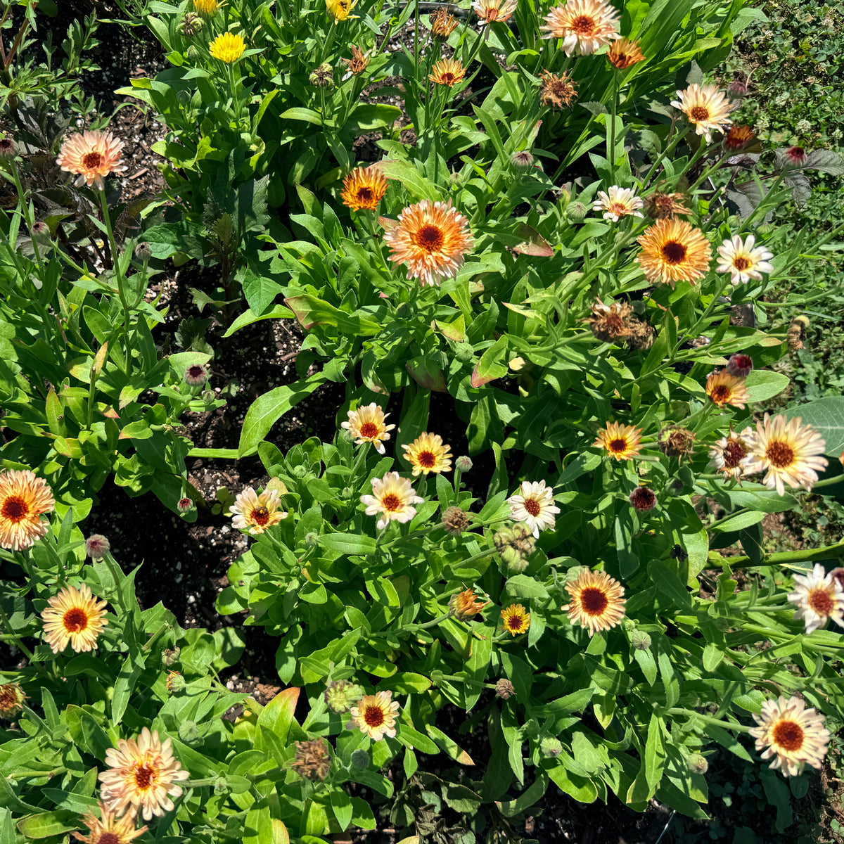 Close-up of Coffee and Cream Calendula flowers, vibrant orange and yellow blooms from Hudson Valley Seed Co., showcasing their natural beauty.
