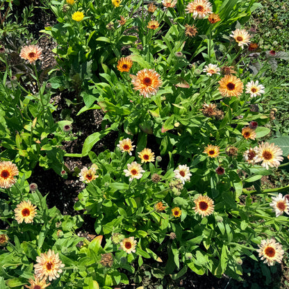 Close-up of Coffee and Cream Calendula flowers, vibrant orange and yellow blooms from Hudson Valley Seed Co., showcasing their natural beauty.