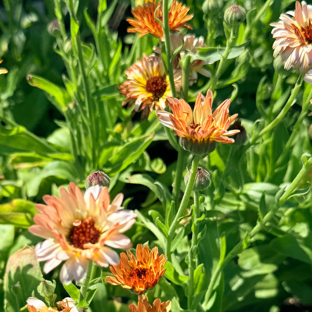 Close-up of Coffee and Cream Calendula flowers, vibrant orange and yellow petals, from Hudson Valley Seed Co.