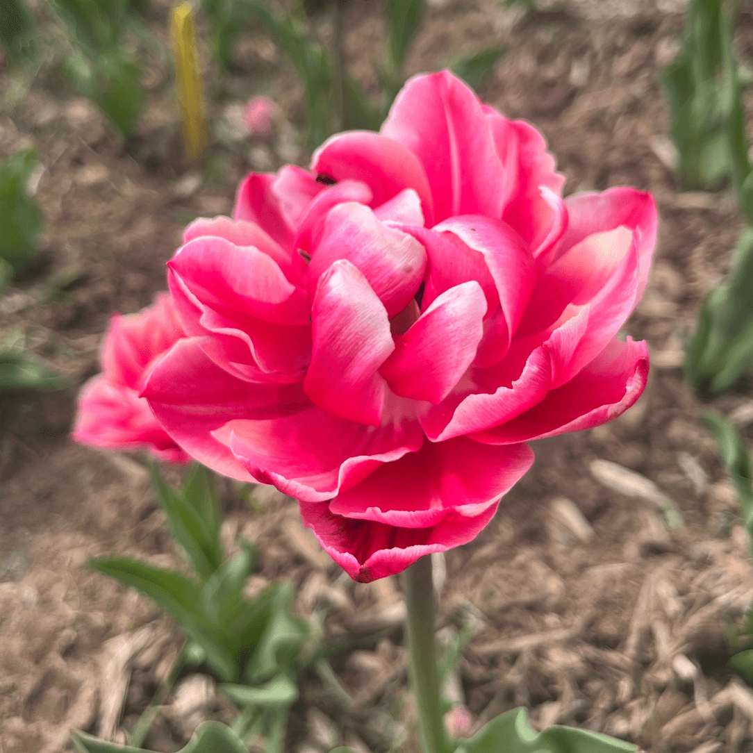 Bright yellow tulip &