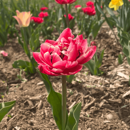 Bright yellow Tulip &