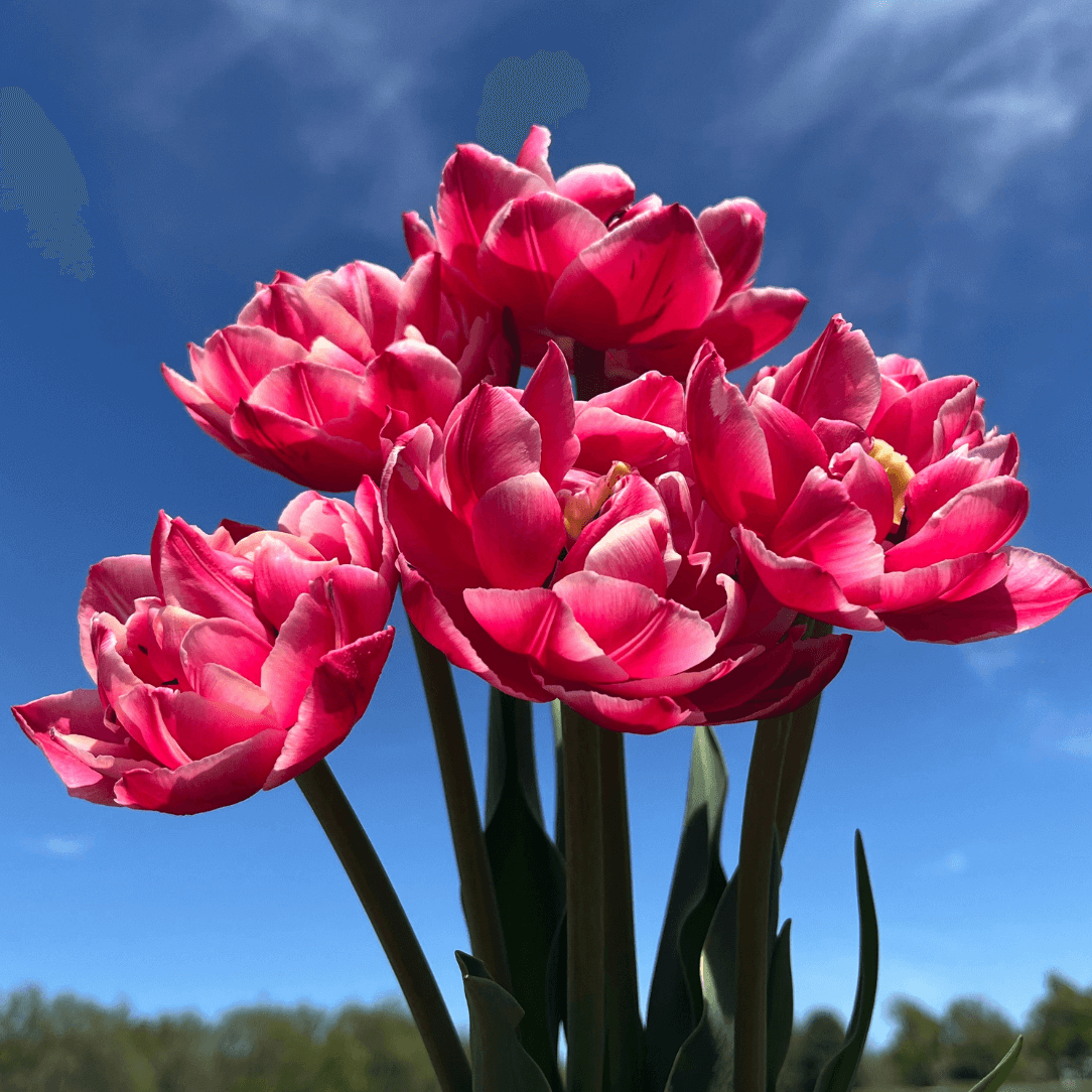 Bright yellow Tulip &