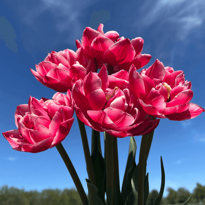 Bright yellow Tulip &