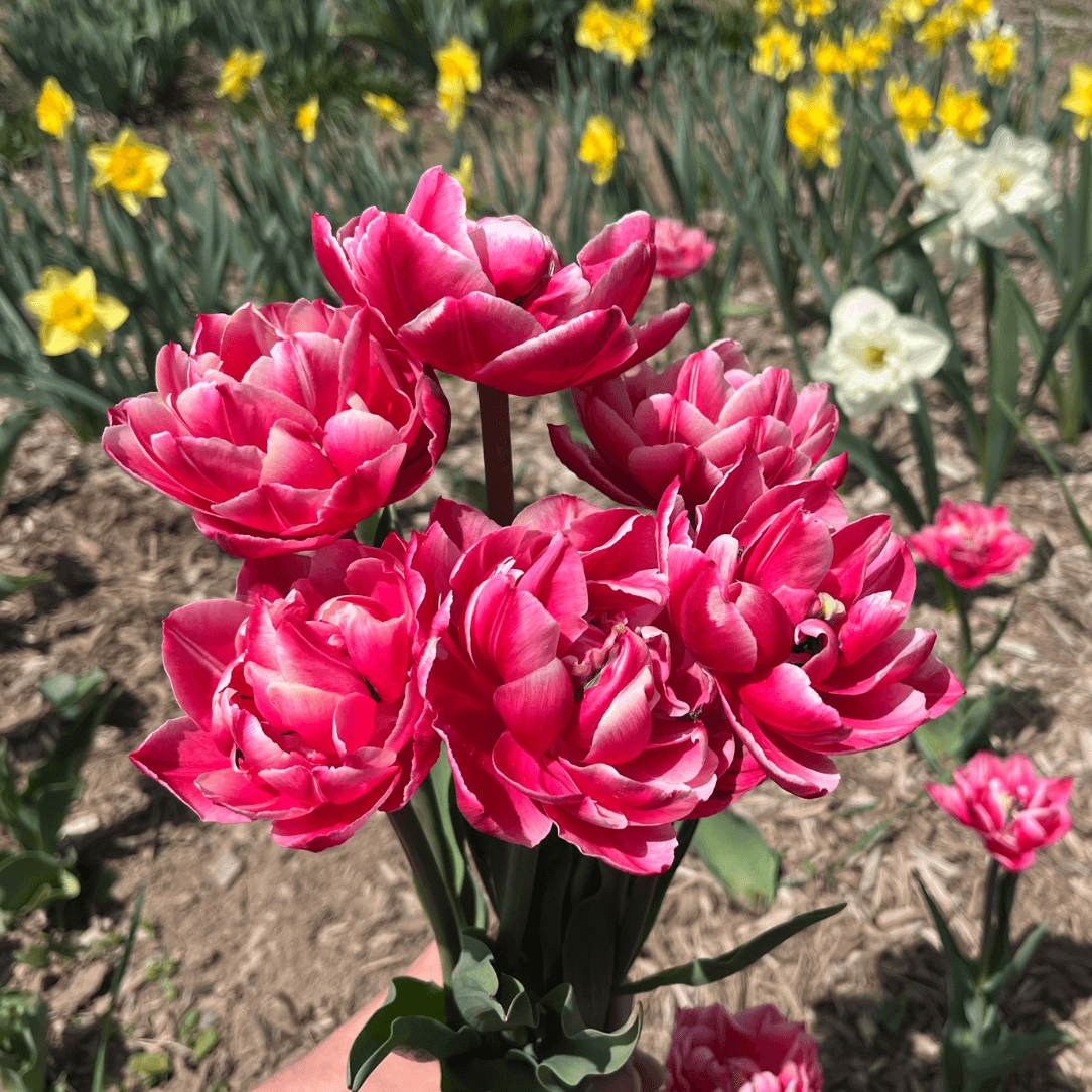 Bright yellow tulip flower from Hudson Valley Seed Co., variety &