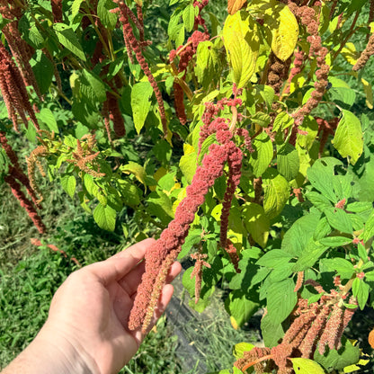 Bright coral Fountain Amaranth flowers from Hudson Valley Seed Co., showing vibrant, cascading blooms with lush green foliage.