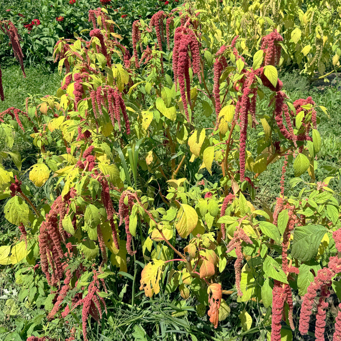 Coral Fountain Amaranth flowers from Hudson Valley Seed Co. featuring vibrant coral-colored, elegant amaranth blooms.