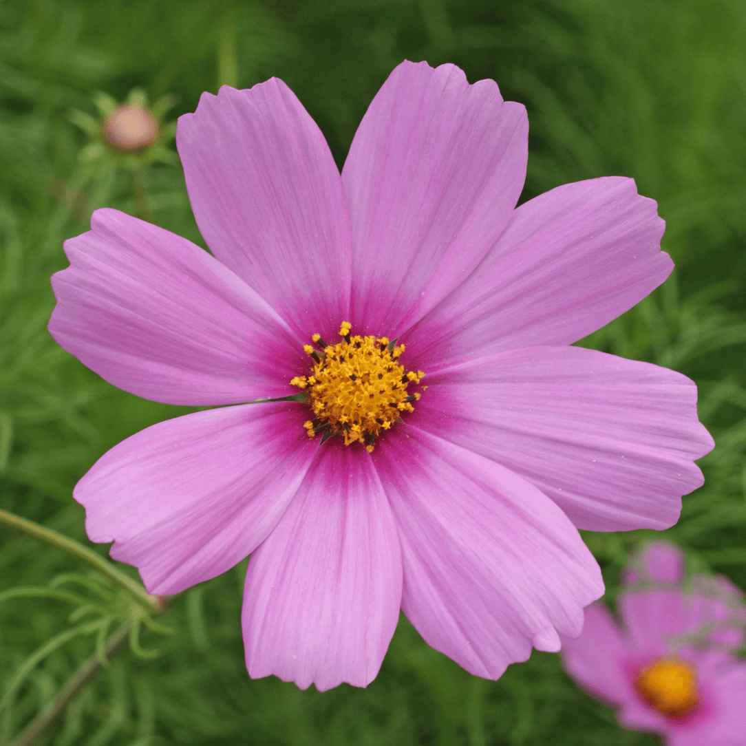 Cottage Garden Mix
