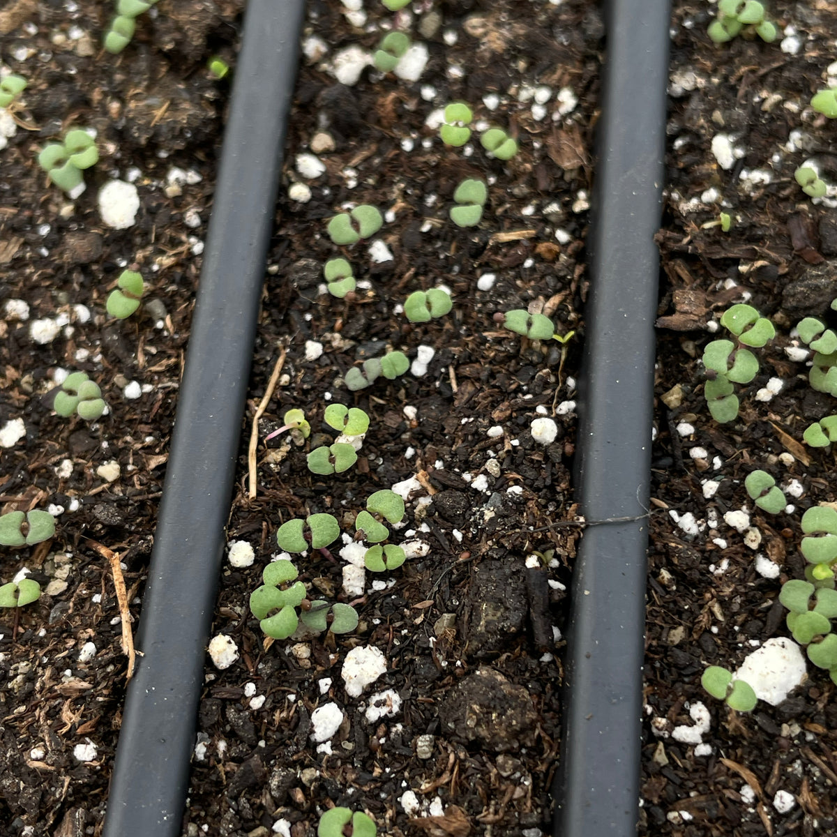 Creeping thyme seedling from Hudson Valley Seed Co., young herb plant with green, low-growing leaves ready for planting.
