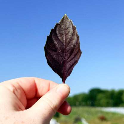 Dark Opal Basil