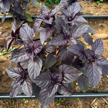 Dark Opal Basil