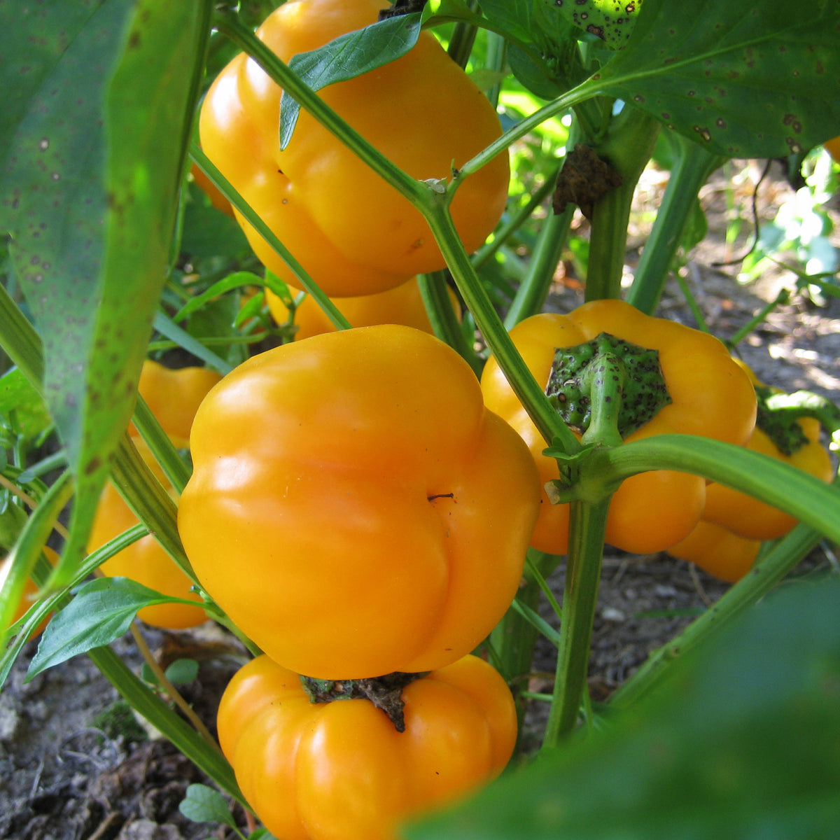 Hudson Valley Seed Co. Doe Hill Pepper vegetable showing vibrant red and green peppers on the plant.