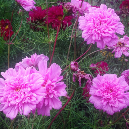 Double Click Cosmos