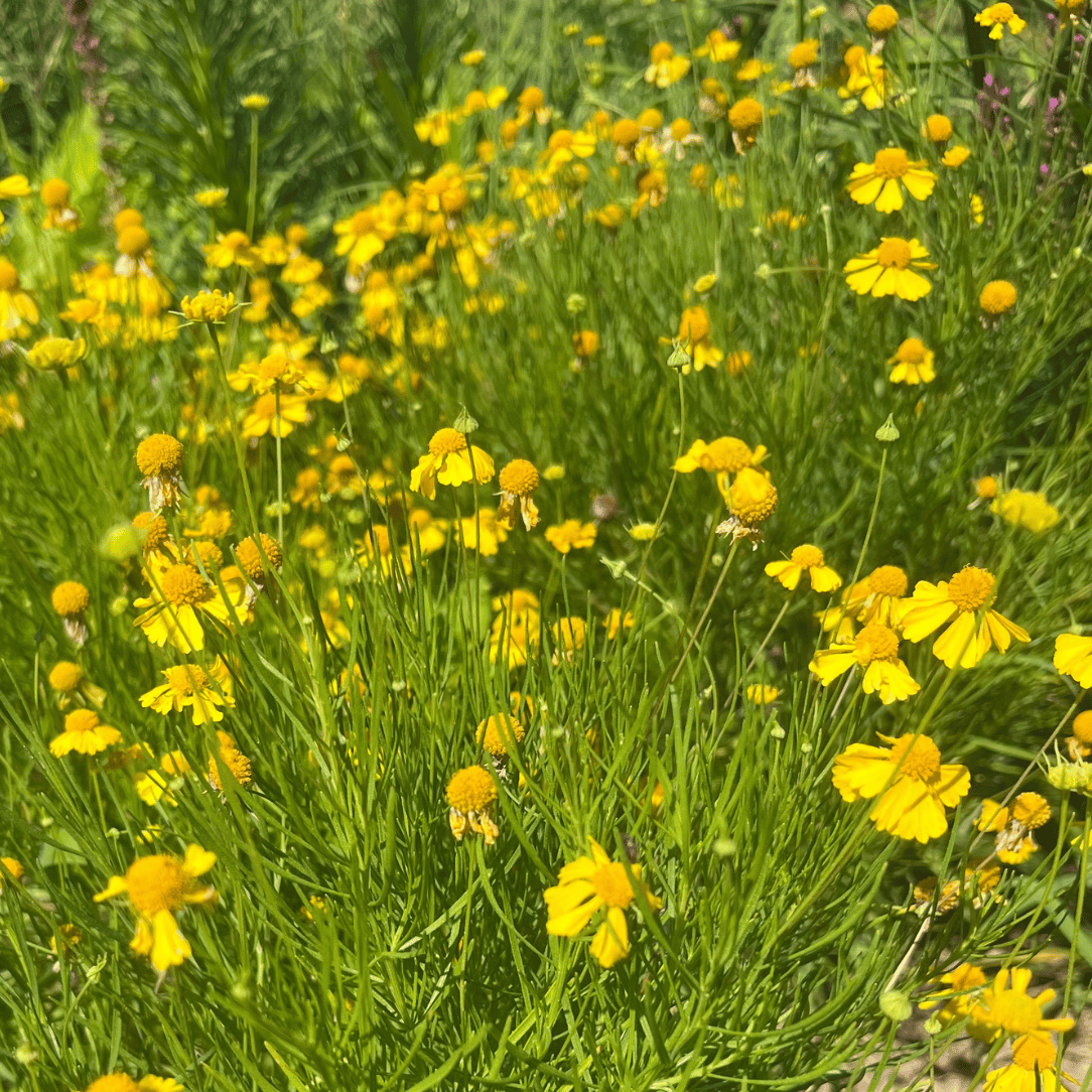 Dwarf Helenium