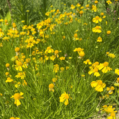 Dwarf Helenium