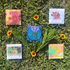Colorful dye garden seed set from Hudson Valley Seed Company, featuring a variety of seeds for natural dye plants.