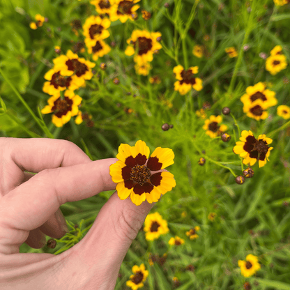 Young Plains Coreopsis vegetable seedlings from Hudson Valley Seed Co. ready for planting in a garden.