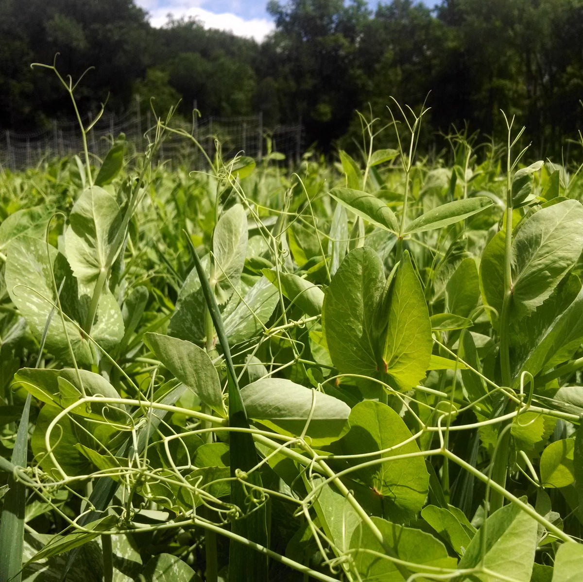 Field Pea Cover Crop Seed from Hudson Valley Seed Co., showing green seeds in a plastic bag for sustainable farming.