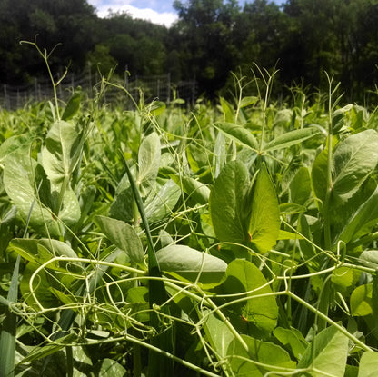 Field Pea Cover Crop Seed from Hudson Valley Seed Co., showing green seeds in a plastic bag for sustainable farming.