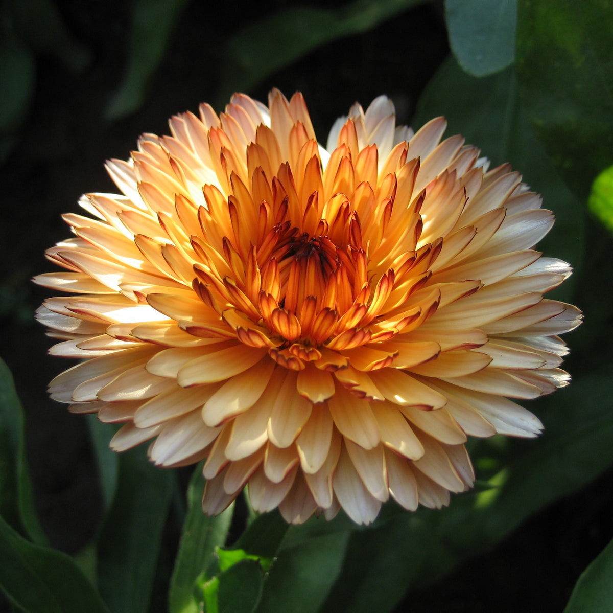 Bright yellow and orange Calendula flowers from the Flashback Calendula Mix by Hudson Valley Seed Co.
