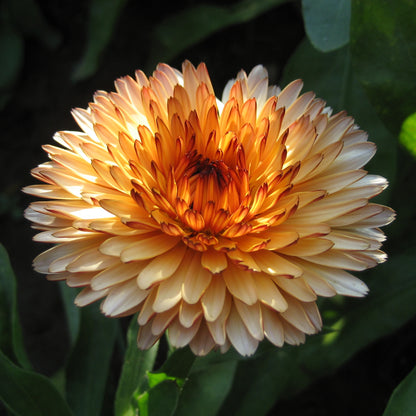 Bright yellow and orange Calendula flowers from the Flashback Calendula Mix by Hudson Valley Seed Co.