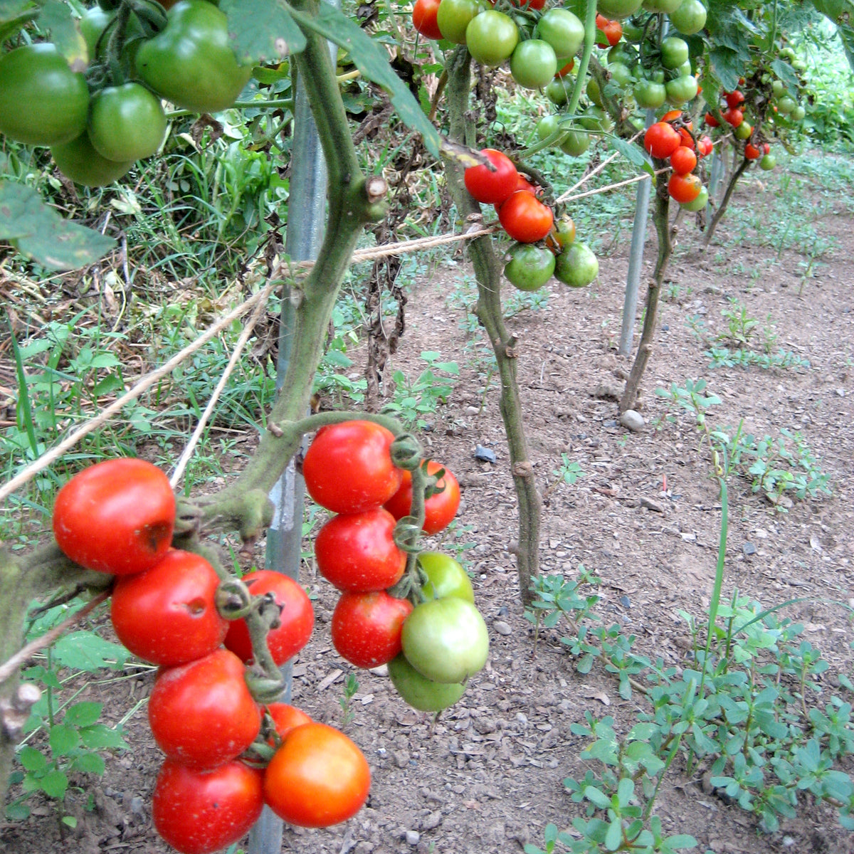 Fresh Hudson Valley Seed Co. Fox Cherry Tomato, vibrant red vegetables with small, round cherry tomatoes on the vine.
