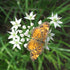 Fresh garlic chives herb from Hudson Valley Seed Co., showing vibrant green stalks and delicate white flowers on a garden background.