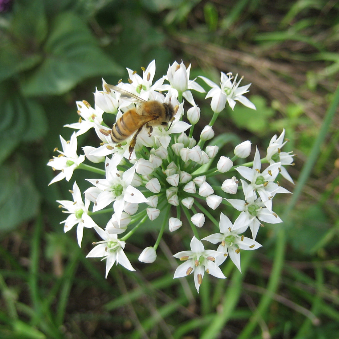 Fresh garlic chives herb from Hudson Valley Seed Co., with green, slender leaves and white flower buds.