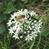 Fresh garlic chives herb from Hudson Valley Seed Co., with green, slender leaves and white flower buds.