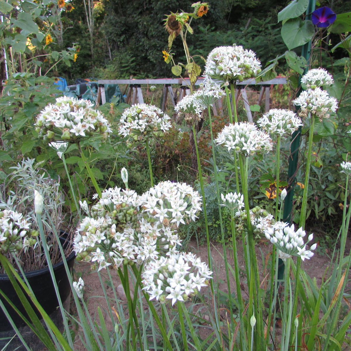 Fresh garlic chives herb bundle from Hudson Valley Seed Co., with green, slender stalks and delicate white flowers.