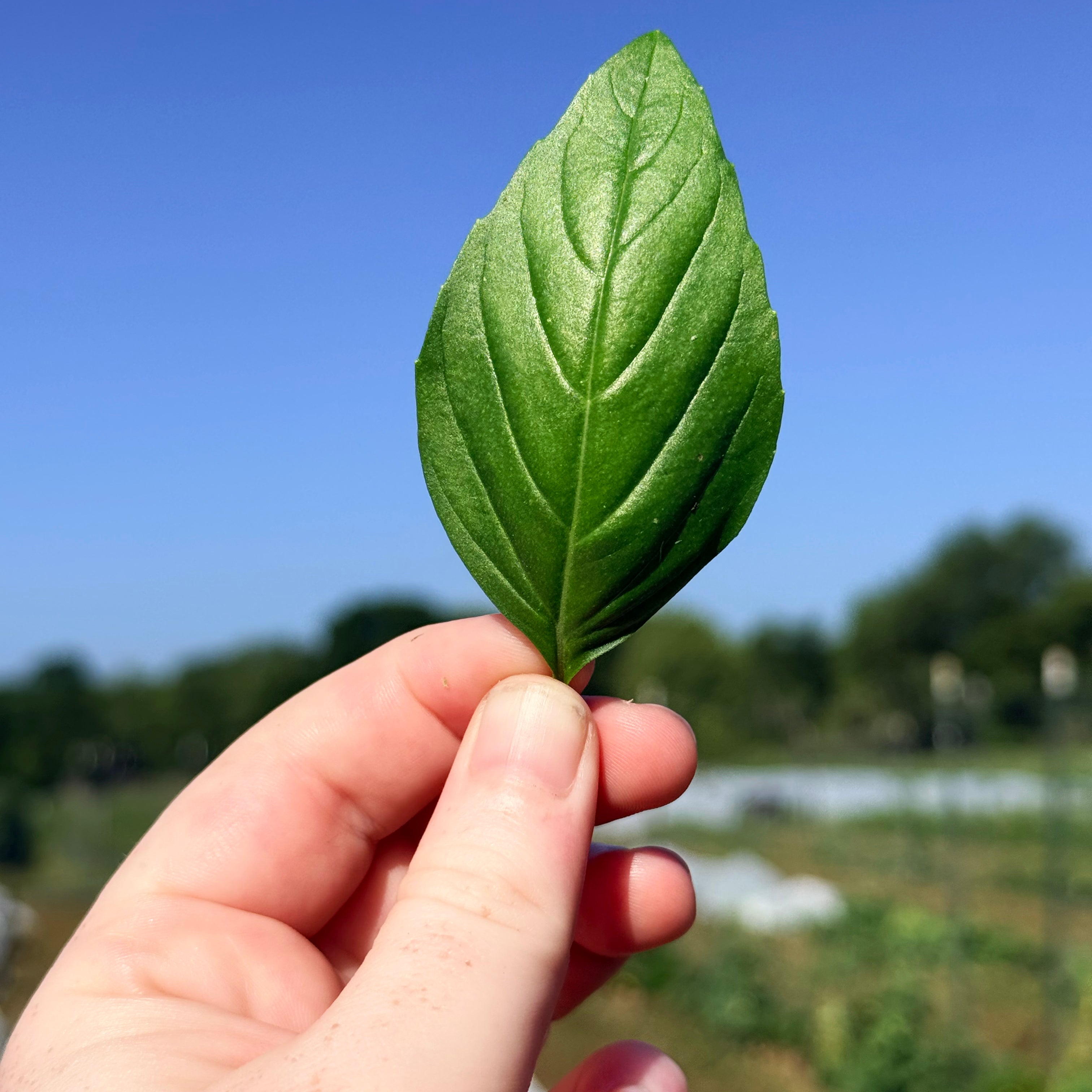 Fresh Genovese basil herb plant from Hudson Valley Seed Co. with vibrant green leaves and aromatic foliage.