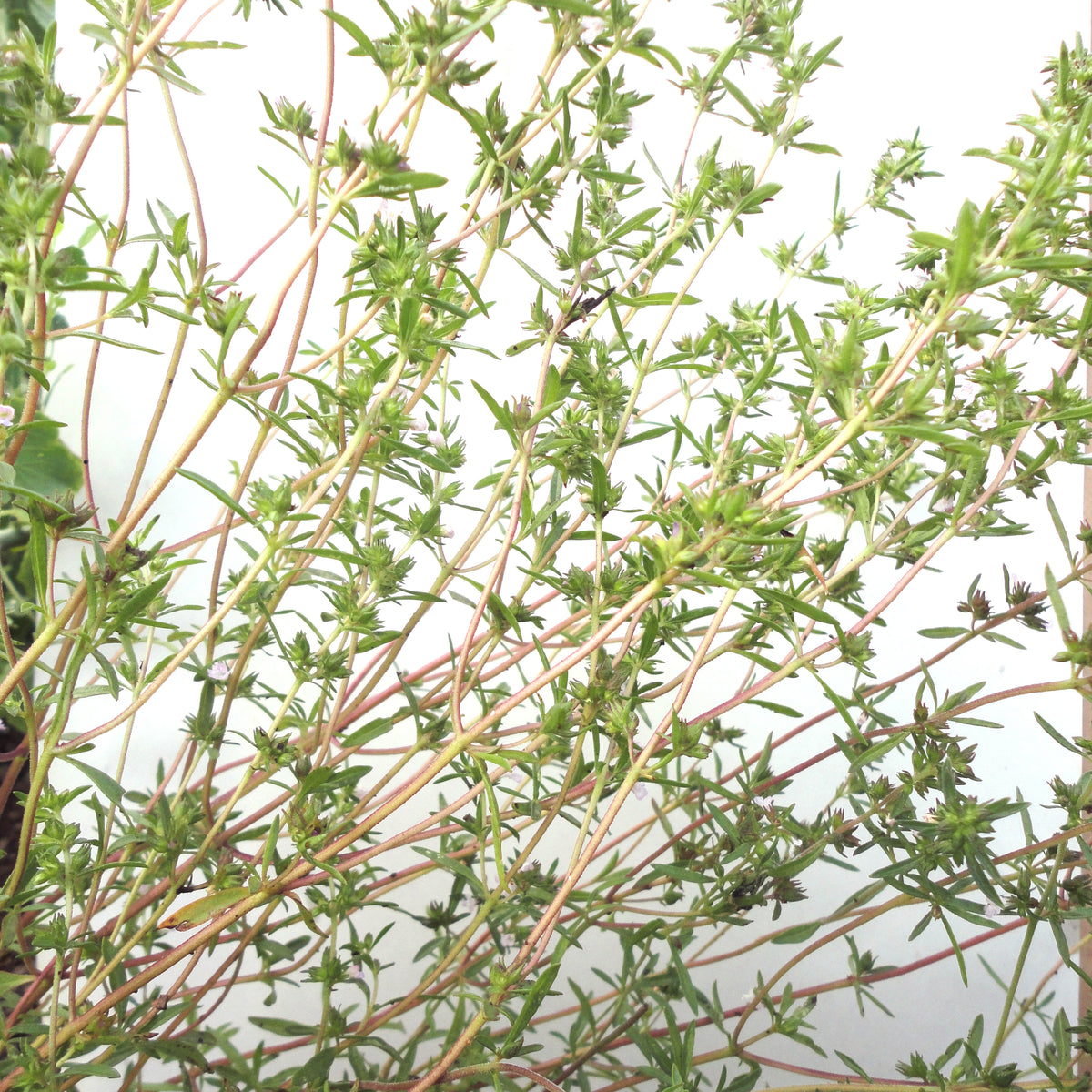 Fresh German thyme herb from Hudson Valley Seed Co., showing vibrant green sprigs with small, fragrant leaves.