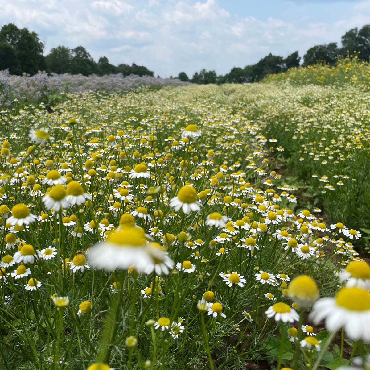 Fresh German Chamomile flowers from Hudson Valley Seed Co., showing delicate white petals and yellow centers.