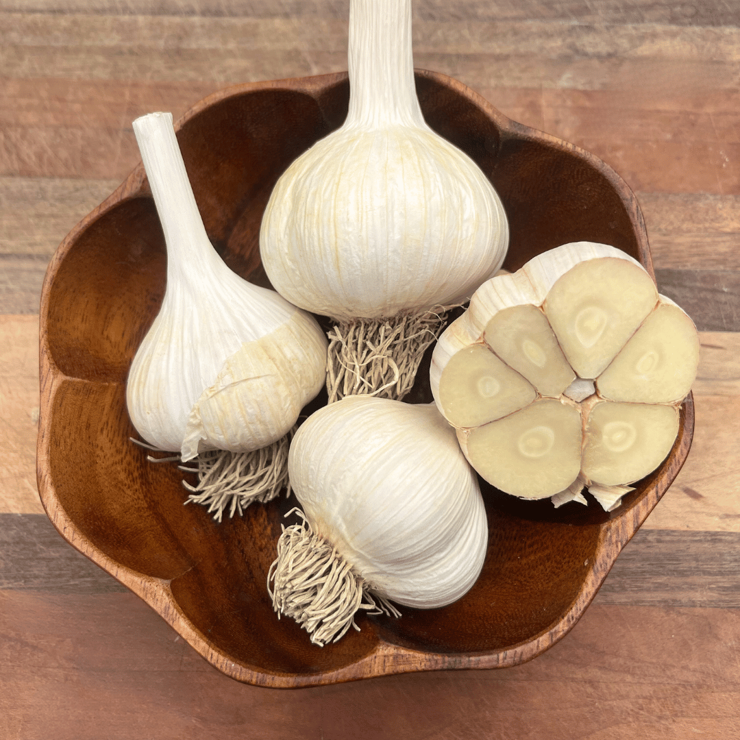 Fresh German Extra Hardy Hardneck garlic bulb, a robust vegetable from Hudson Valley Seed Co. with multiple cloves and sturdy stems.