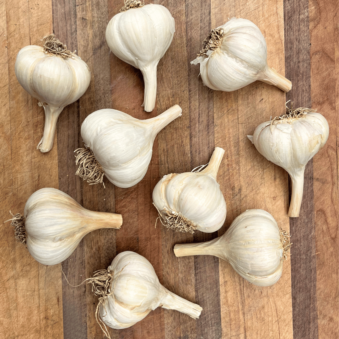 Early Red Italian Softneck Garlic bulb, a fresh vegetable from Hudson Valley Seed Co., shown in the image.